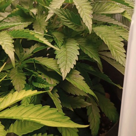 Lemon Mandarin  growlog timeline photo