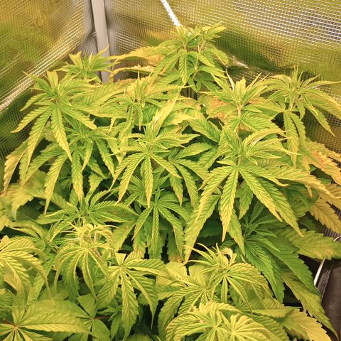 Lemon Mandarin  growlog photo: Improper pH. Didn't ever calibrate meter. 🤪 Flushed with 2 1/4 gallon of watered with nutrients at the end. 