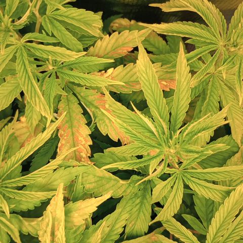 Lemon Mandarin  growlog photo: Looking better as far as new grow and back growing. 