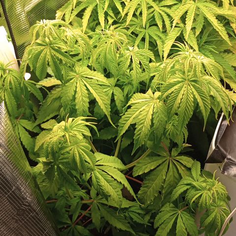 Diet Durban THC-V 1:1 ratio growlog timeline photo