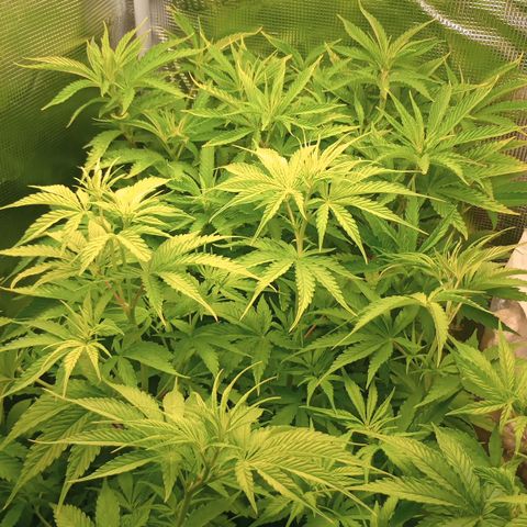 Lemon Mandarin  growlog timeline photo