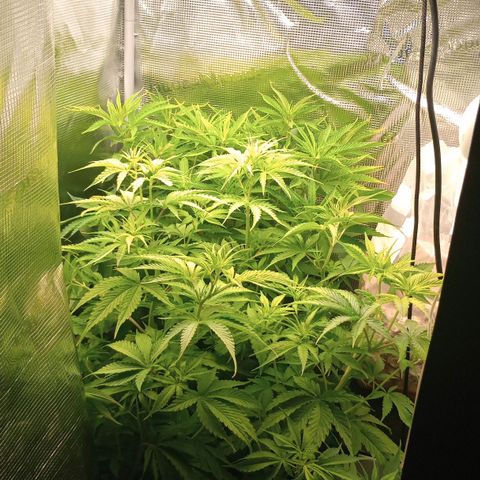 Diet Durban THC-V 1:1 ratio growlog photo: The one in the front with lighter leaves. 