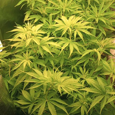 Diet Durban THC-V 1:1 ratio growlog timeline photo
