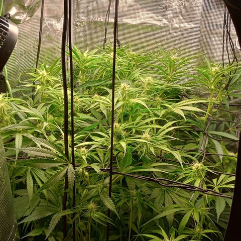 Diet Durban THC-V 1:1 ratio growlog timeline photo