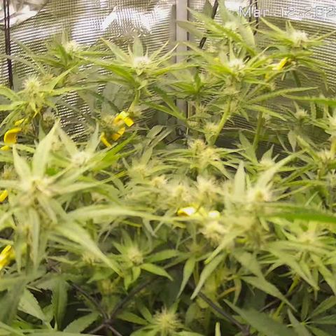 Diet Durban THC-V 1:1 ratio growlog photo: Had to use bud clips to bend branches because I'm at the top of the tent . Working so far. 