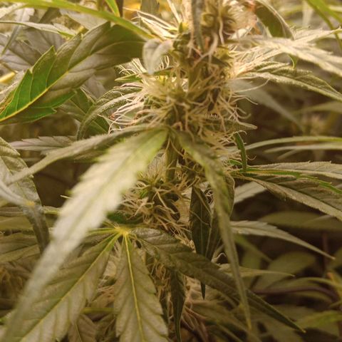 Diet Durban THC-V 1:1 ratio growlog timeline photo