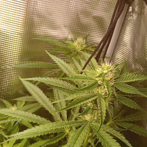 Lemon Mandarin  growlog timeline photo