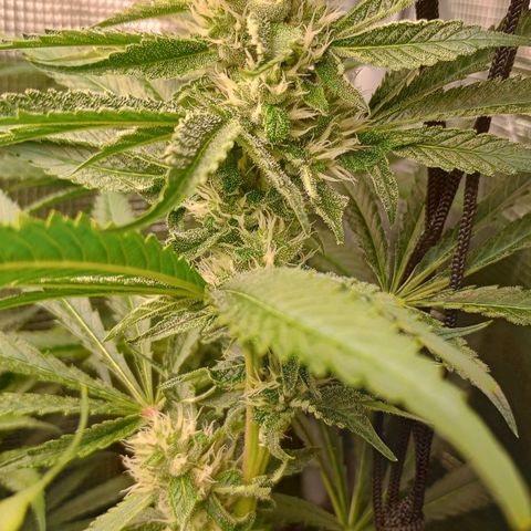 Lemon Mandarin  growlog timeline photo