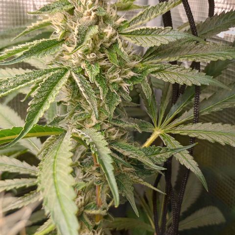 Lemon Mandarin  growlog photo: Looking good!
