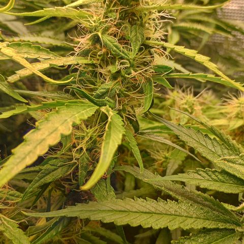 Diet Durban THC-V 1:1 ratio growlog photo: Buds looking kind of wimpy. I hope they fatten up!