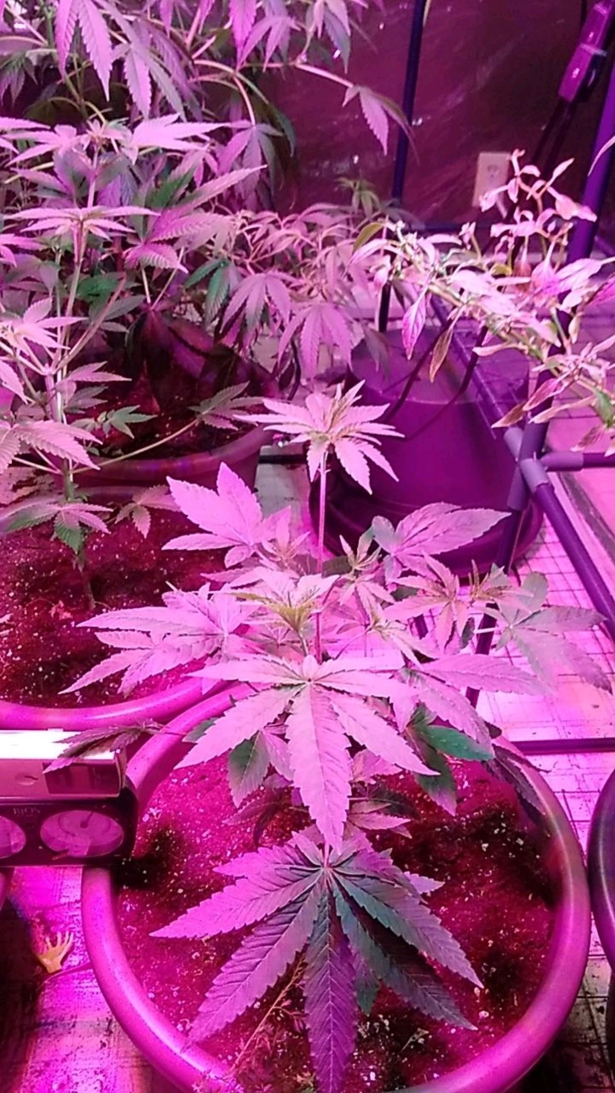 Gelato 33  growlog header