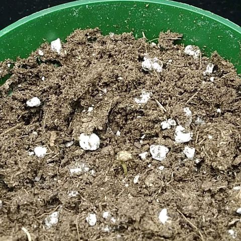 Gelato 33  growlog timeline photo