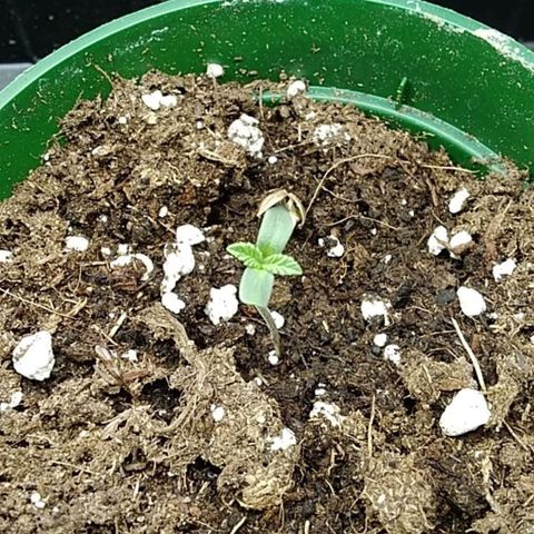 Gelato 33  growlog timeline photo