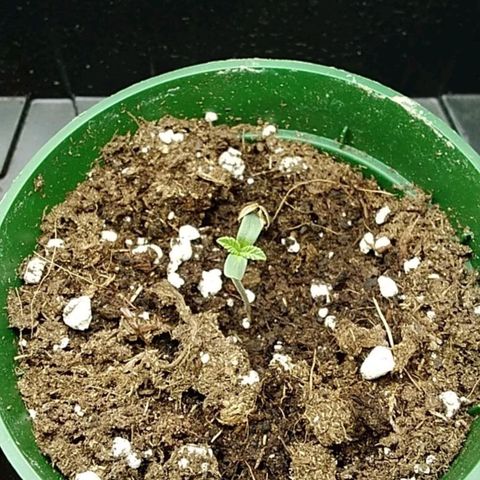 Gelato 33  growlog timeline photo