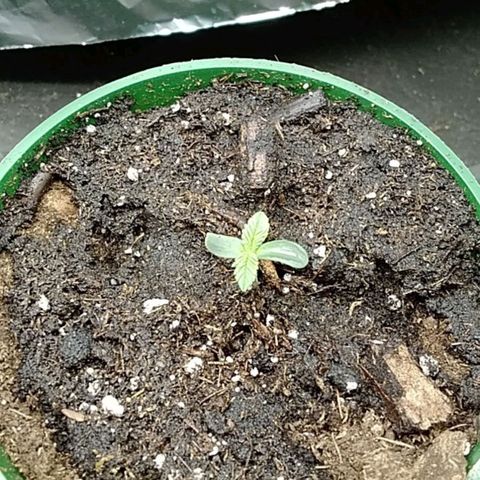 Gelato 33  growlog timeline photo