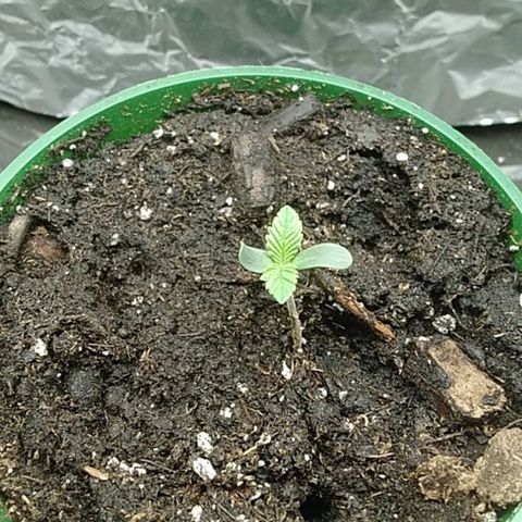 Gelato 33  growlog timeline photo