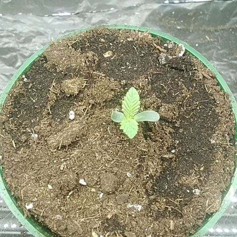 Gelato 33  growlog timeline photo