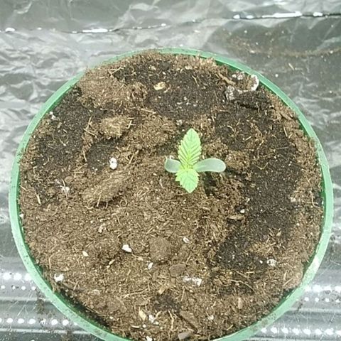 Gelato 33  growlog timeline photo