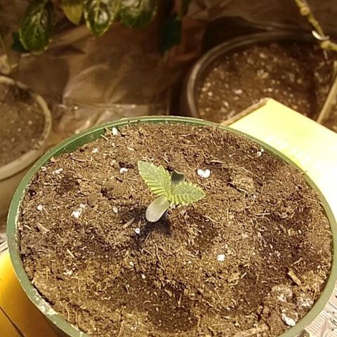 Gelato 33  growlog timeline photo