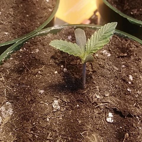 Gelato 33  growlog timeline photo