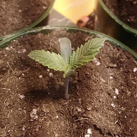 Gelato 33  growlog timeline photo