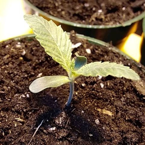 Gelato 33  growlog timeline photo