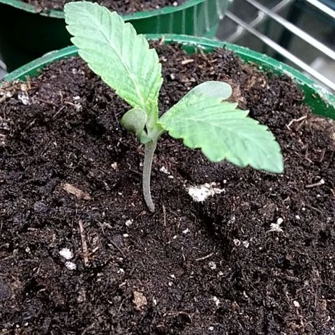 Gelato 33  growlog timeline photo