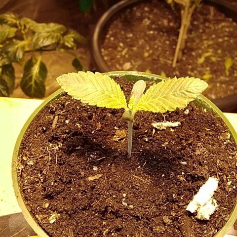 Gelato 33  growlog timeline photo
