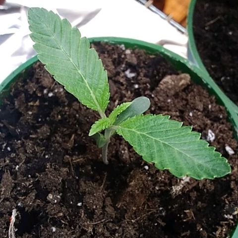 Gelato 33  growlog timeline photo