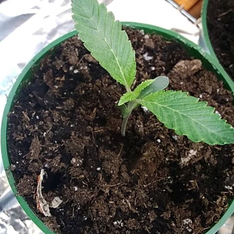 Gelato 33  growlog timeline photo