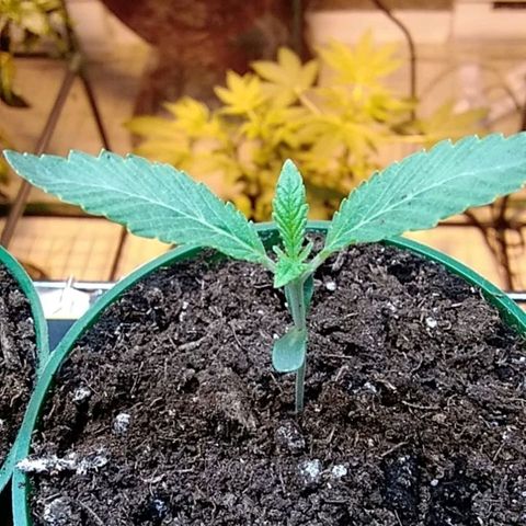 Gelato 33  growlog timeline photo