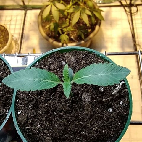 Gelato 33  growlog timeline photo