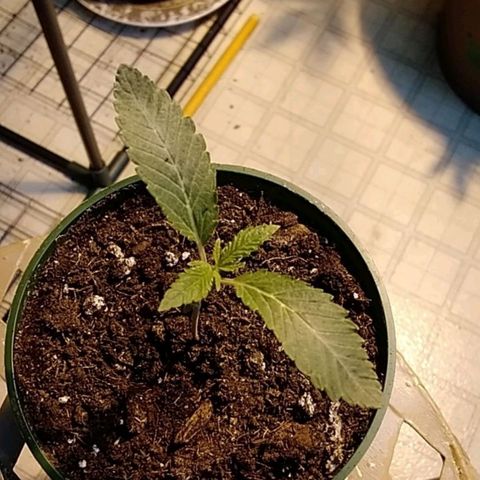 Gelato 33  growlog timeline photo