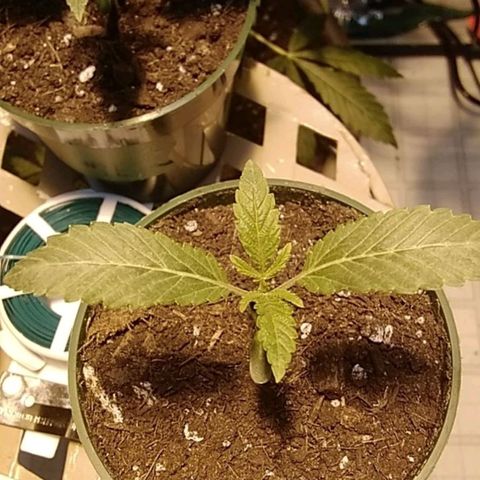 Gelato 33  growlog timeline photo