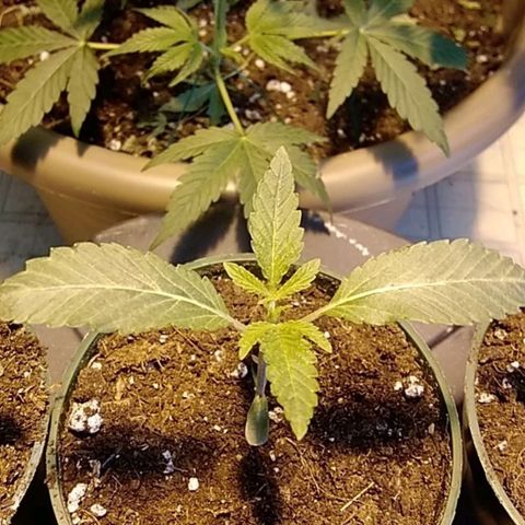 Gelato 33  growlog timeline photo