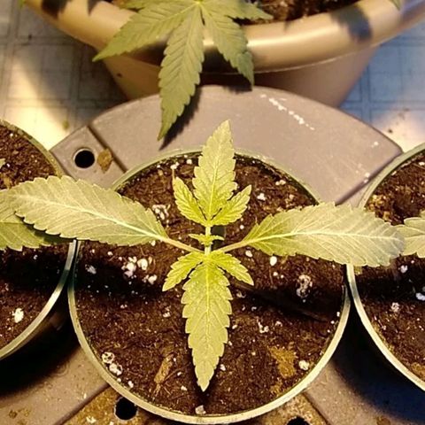 Gelato 33  growlog timeline photo