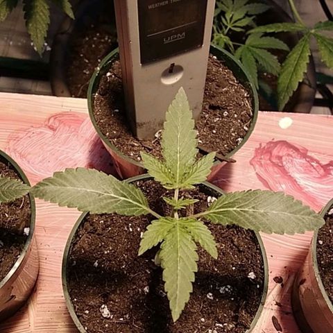Gelato 33  growlog timeline photo