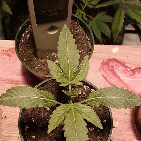 Gelato 33  growlog timeline photo