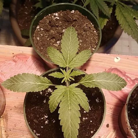 Gelato 33  growlog timeline photo