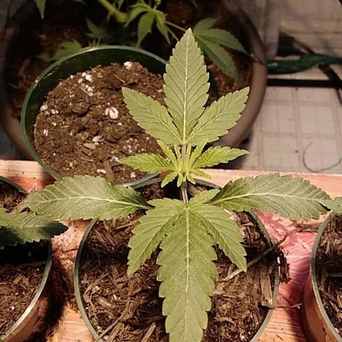 Gelato 33  growlog timeline photo