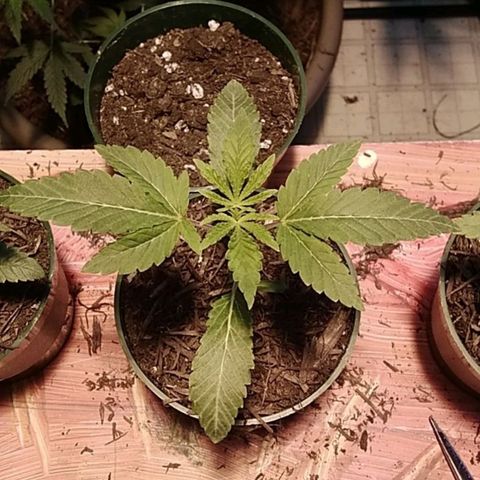 Gelato 33  growlog timeline photo
