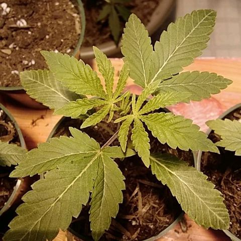 Gelato 33  growlog timeline photo