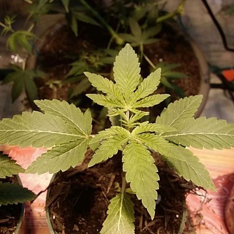 Gelato 33  growlog timeline photo