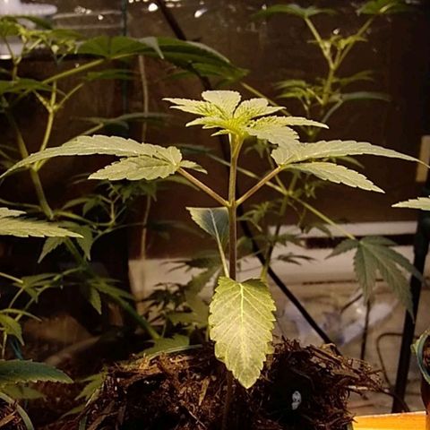 Gelato 33  growlog timeline photo