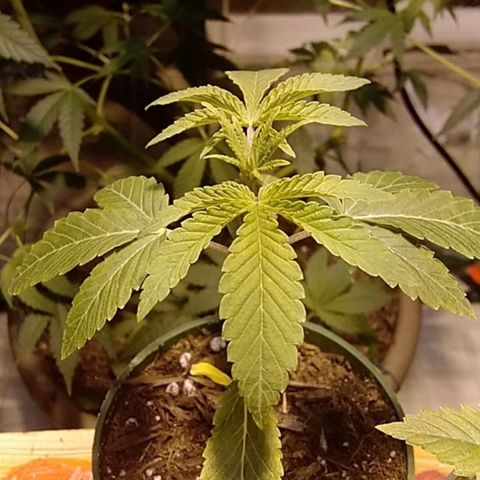 Gelato 33  growlog timeline photo