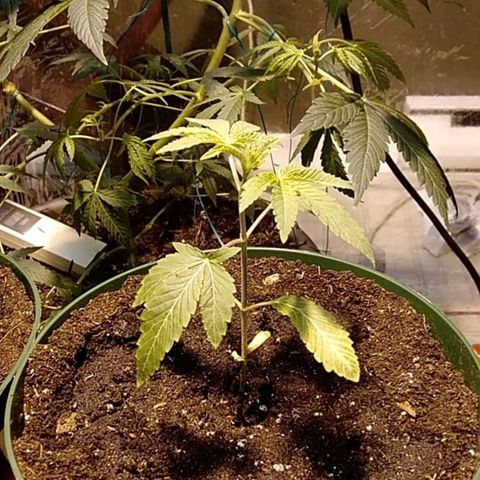 Gelato 33  growlog timeline photo