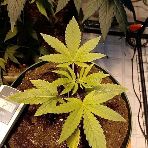 Gelato 33  growlog timeline photo