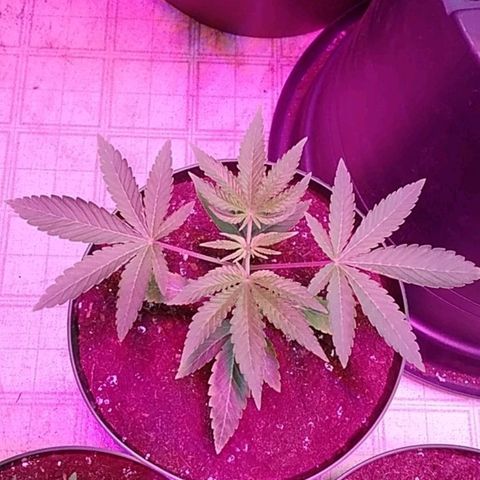 Gelato 33  growlog timeline photo