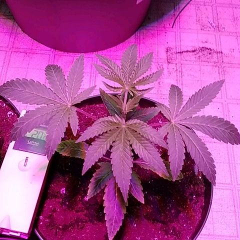 Gelato 33  growlog timeline photo