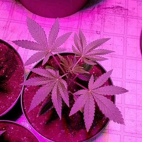 Gelato 33  growlog timeline photo